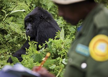 Mountain gorilla being observed by conservation authority personnel