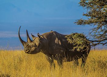 Black rhinoceros in the wild