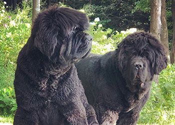 Two large dark brown Newfoundland dogs named Banks and Dawson