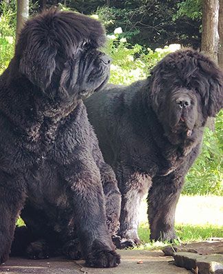 Two large dark brown Newfoundland dogs named Banks and Dawson