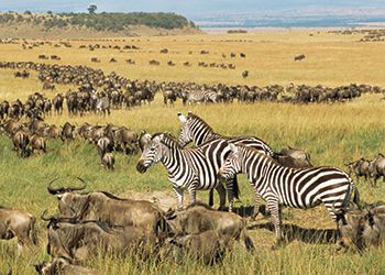 Kenya's great migration with zebra and wildebeests