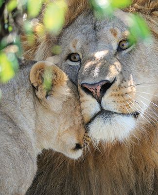 Lion mother and cub