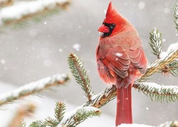 cardinal perched on a snowy pine branch