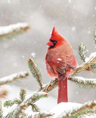 cardinal perched on a snowy pine branch