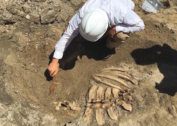 archaeologist unearths cow skeleton 