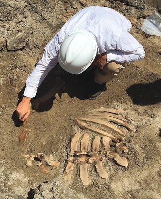 archaeologist unearths cow skeleton 