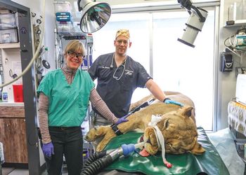 Potter Park Zoo vets take care of a sedated lioness