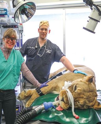 Potter Park Zoo vets take care of a sedated lioness