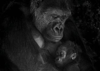 gorilla mother clutches baby to chest