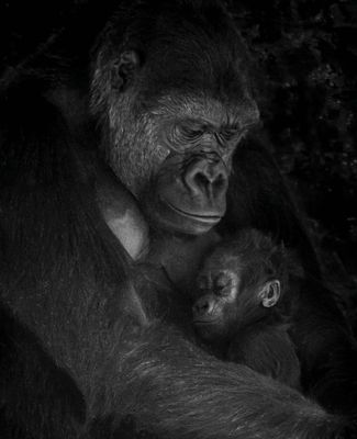 gorilla mother clutches baby to chest