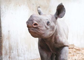 Potter Park Zoo's newest addition, Jaali, a baby rhino