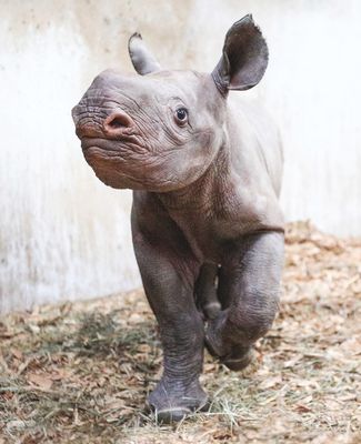 Potter Park Zoo's newest addition, Jaali, a baby rhino