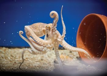Octopus in IQ's testing aquarium 