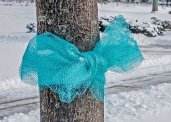 teal ribbon around tree