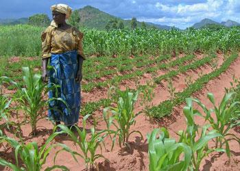 MSU Lands Grant to Boost Yields of Critical West-African Crop