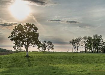 field at sunrise