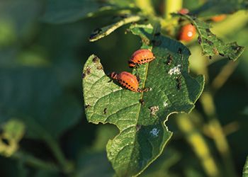 Plant with insects