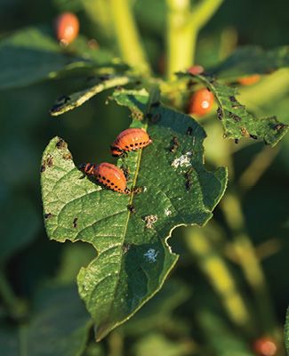 plant leaf with insects