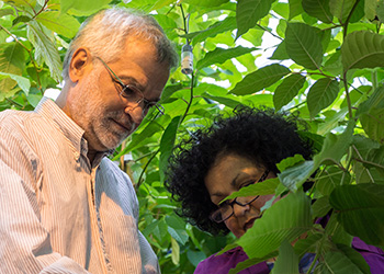 University Distinguished Professor and plant biology expert Dean DellaPenna could have gone anywhere but he chose MSU.
