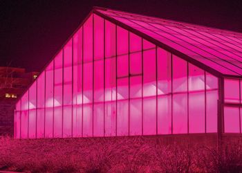 Pink LEDS in MSU's greenhouse