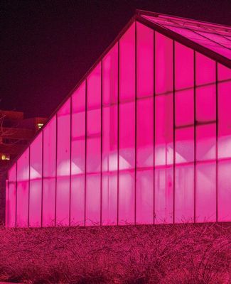 Pink LEDS in MSU's greenhouse
