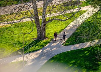 campus walkers with dogs