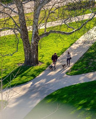 campus walkers and dogs