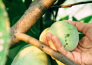 Pawpaw fruit