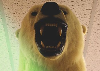 Close-up of the MSU Polar Bear