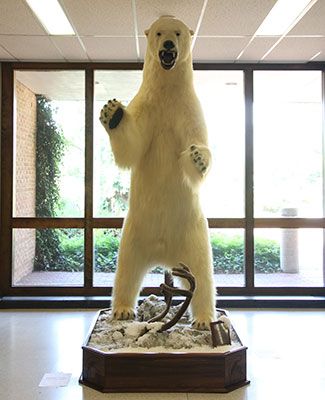 The MSU Polar Bear