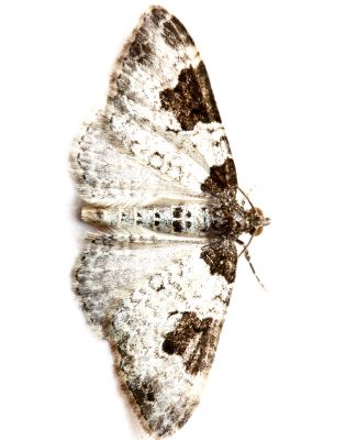 Moth close-up