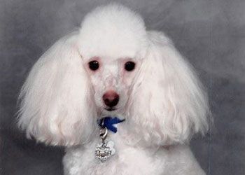 a small white poodle named Minni