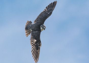 Falcon flying. 