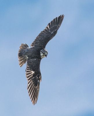 Falcon flying. 