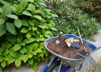 A blue wheelbarrow full of dirt, gloves, and other gardening tools sits on a sidewalk next to a grove of plants.