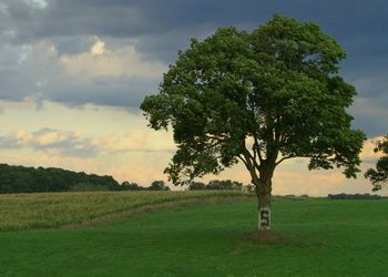 Tree next to farmland painted with Block S