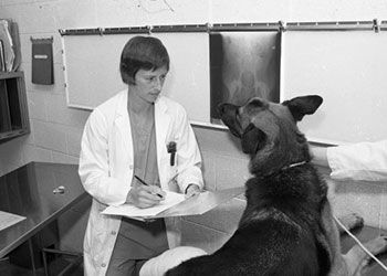 Dr. Gretchen Flo shares x-rays with a German shepherd dog in a black and white photo taken early in her career