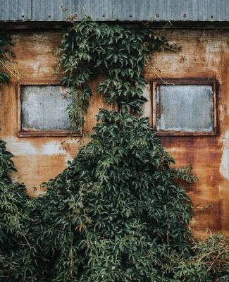 Abandoned building with overgrowth