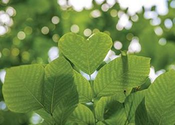 Green heart-shaped leaves