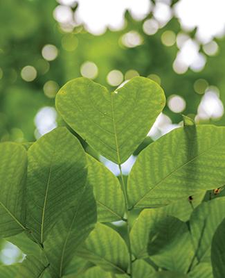Green heart-shaped leaves
