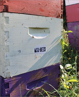 Colorful MSU Bee boxes
