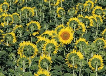 Sunflower field with one facing the opposite direction as the rest