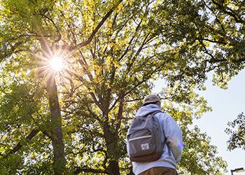 A student walks away from the camera while bright sunshine shines through branches and leaves on a large tree