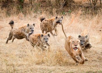 Hyena mobbing