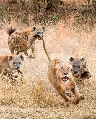 Hyena mobbing
