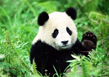 Panda research
