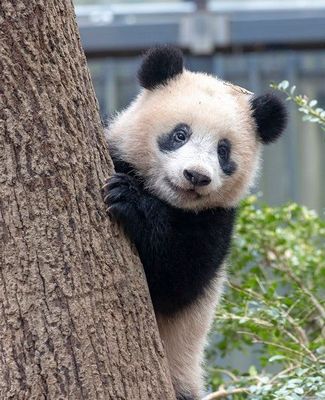 Panda behind tree