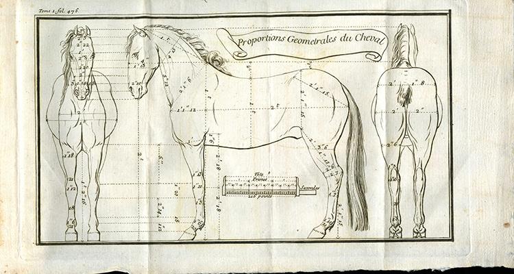 Diagram of a horse
