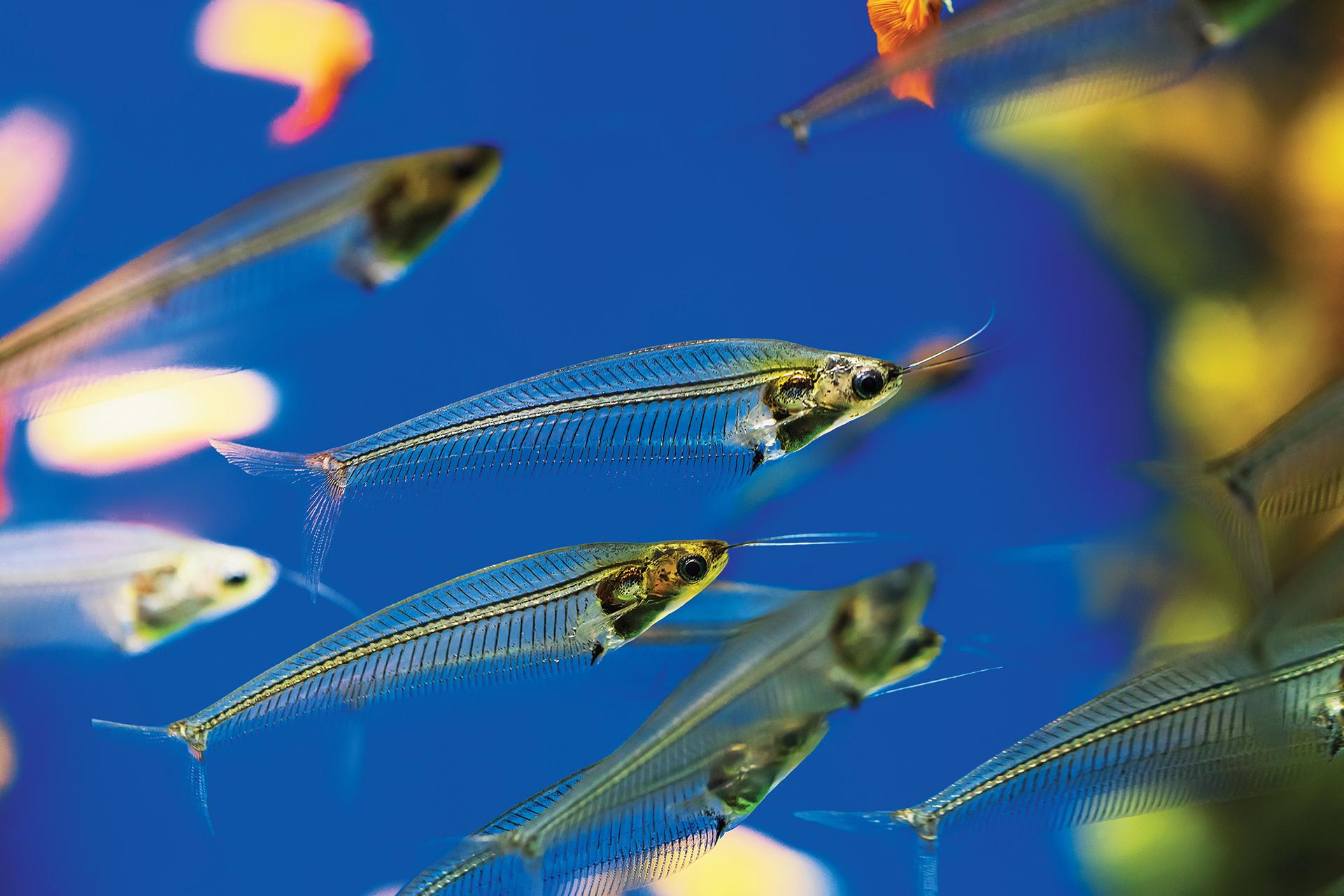 school of glass catfish swim in aquarium 