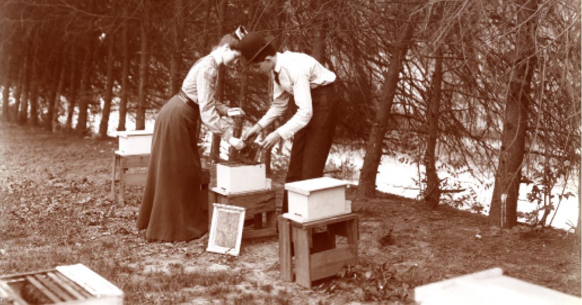 Historic photo of beekeeping at MSU